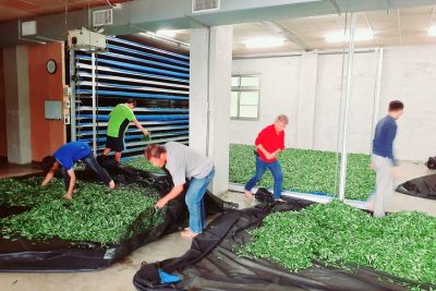 Xinfang Tea Plantation in Alishan