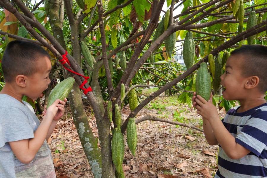 Choose Chiu's Cacao Farm in Pingtung Taiwan