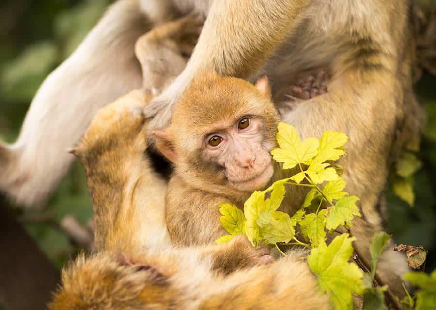 Where to See Cute Monkeys in Taiwan